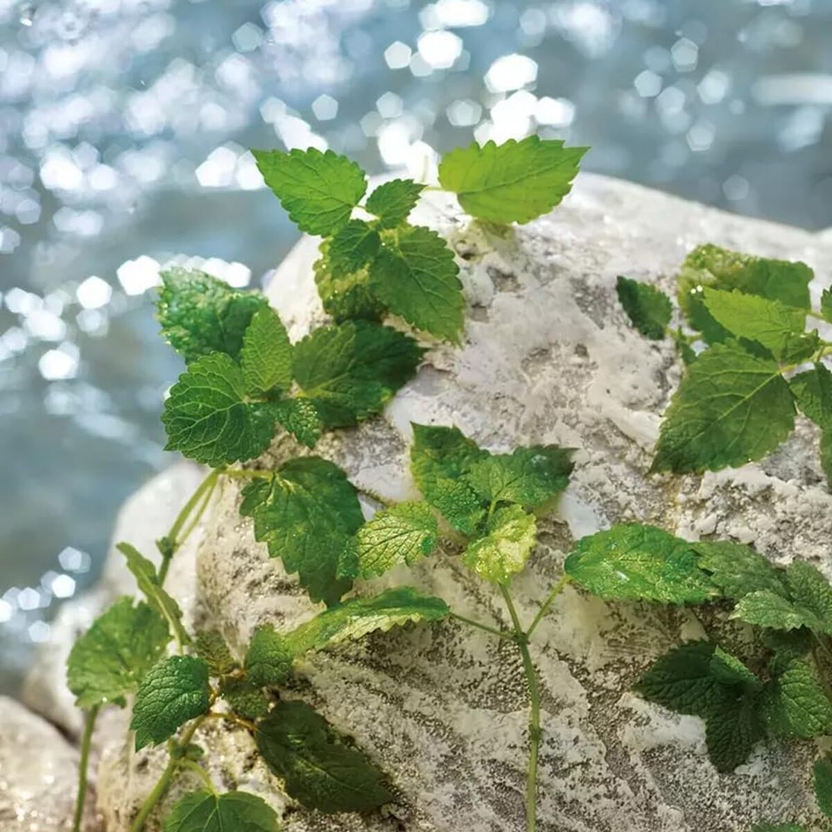 V2H6ED753EBA438E6D84501FD1AC40701D4R7528043P9